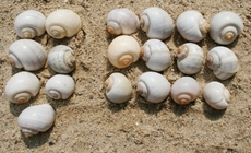 Schneckenhäuser-7+12.jpg